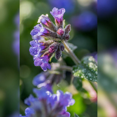 Close-up of purple-blue Pulmonaria ‘Trevi Fountain’ flowers and fuzzy buds.
