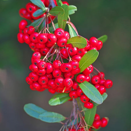Pyracantha coccinea ‘Red Column’