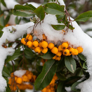 Orange berries and evergreen leaves of Pyracantha ‘Orange Charmer’ capped with fresh snow.