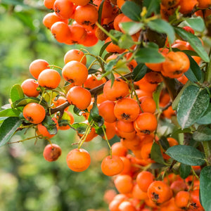 Heavy clusters of orange berries on Pyracantha ‘Orange Charmer’ among glossy green leaves.