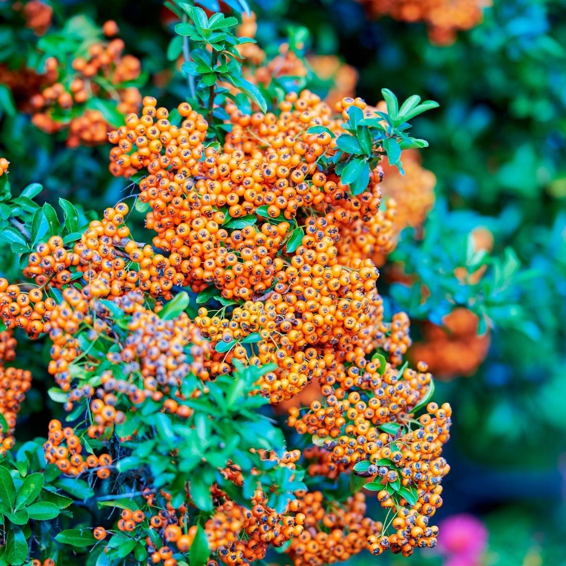 Broad cluster of orange Pyracantha ‘Orange Charmer’ berries surrounded by blue-green foliage.