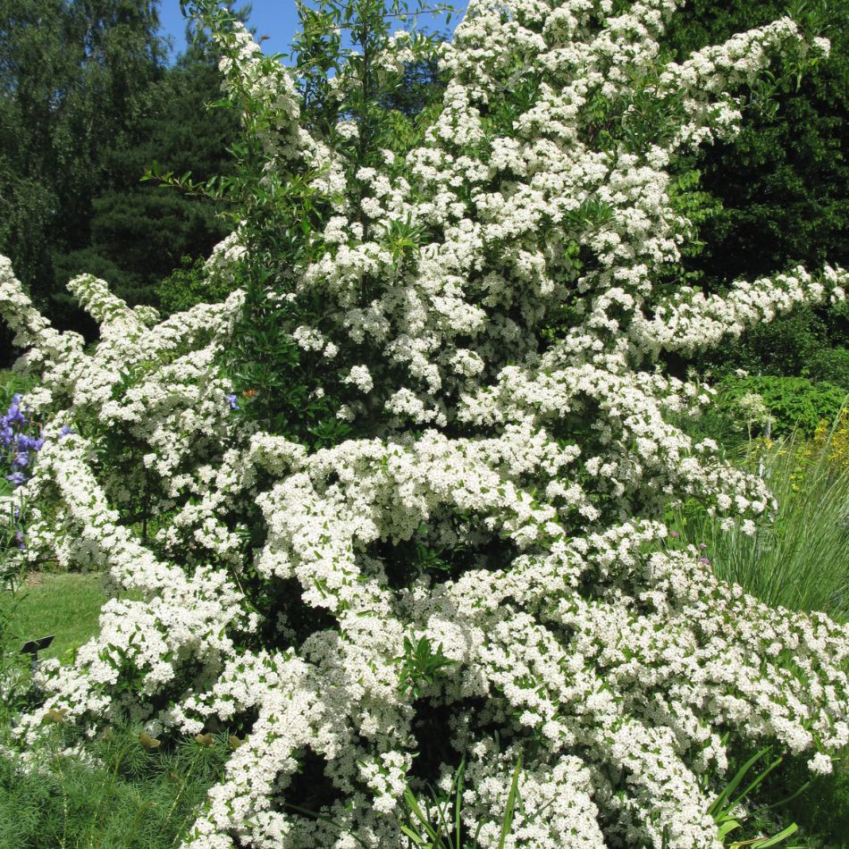 Large Pyracantha ‘Orange Charmer’ shrub densely covered in white spring blossom.