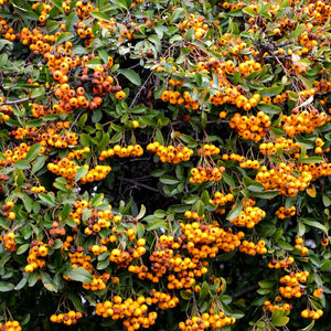 Dense Pyracantha ‘Orange Glow’ shrub heavily laden with bright orange berries.