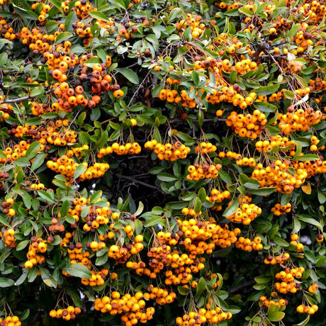 Dense Pyracantha ‘Orange Glow’ shrub heavily laden with bright orange berries.
