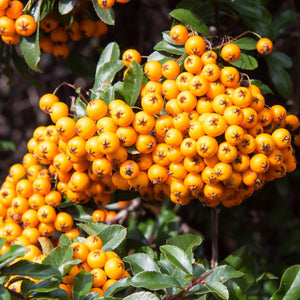 Close-up of a large golden-orange berry cluster on Pyracantha ‘Orange Glow’.