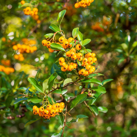 Small clusters of yellow-orange Pyracantha ‘Soleil d’Or’ berries along leafy branches.