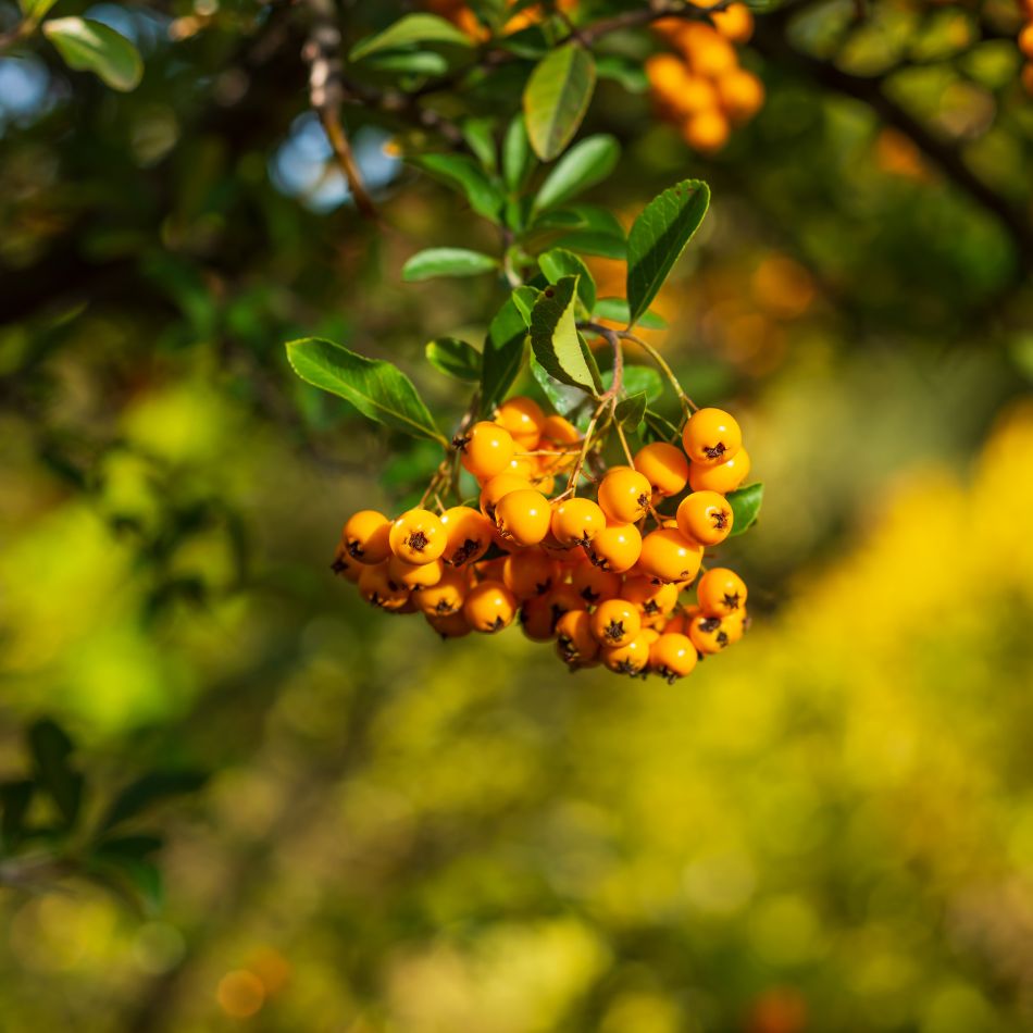 Hanging cluster of orange-yellow berries on Pyracantha ‘Soleil d’Or’ against a softly blurred garden.