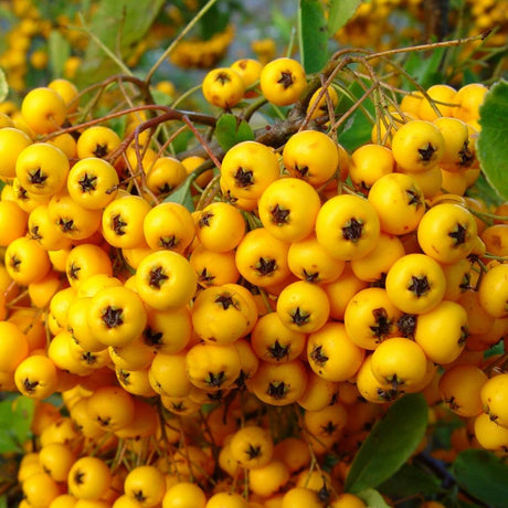 Tightly packed cluster of golden-yellow berries on Pyracantha ‘Soleil d’Or’.