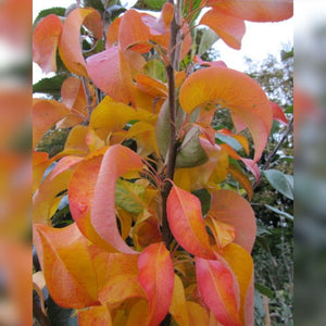 Pyrus calleryana ‘Chanticleer’ (Pleached)