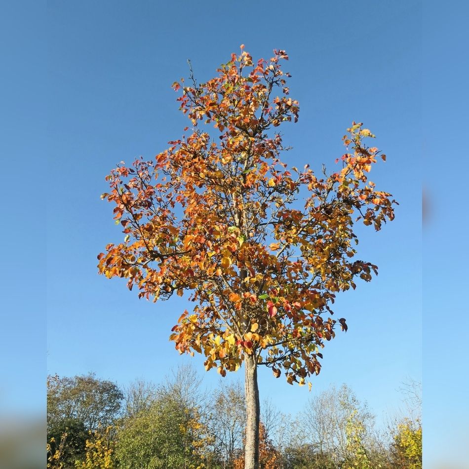 Pyrus calleryana ‘Chanticleer’ (Pleached)