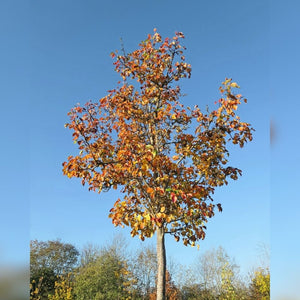 Pyrus calleryana ‘Chanticleer’ (Pleached)