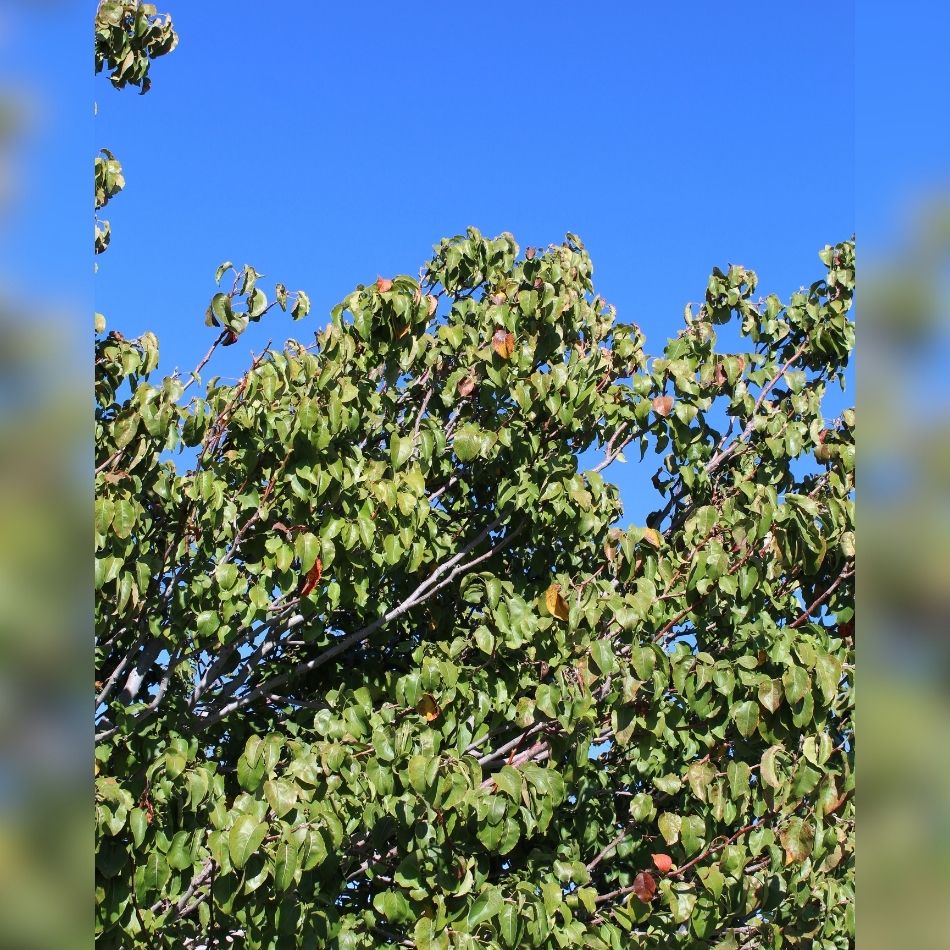 Pyrus calleryana ‘Chanticleer’ (Pleached)