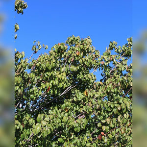Pyrus calleryana ‘Chanticleer’ (Pleached)