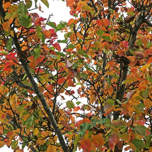 Pyrus calleryana ‘Chanticleer’ (Pleached)