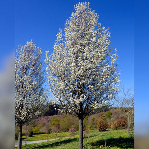 Pyrus calleryana ‘Chanticleer’ (Pleached)