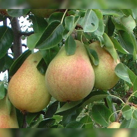 Cluster of large green and red-blushed Pyrus communis ‘Clapp’s Favourite’ pears.