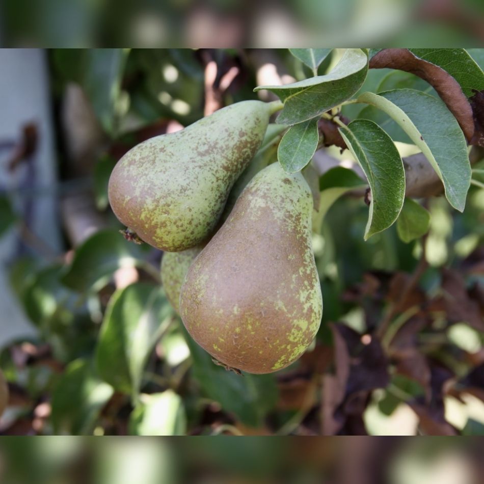 Pyrus communis ‘Conference’ (Espalier)