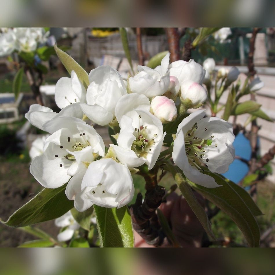 Pyrus communis ‘Conference’ (Espalier)