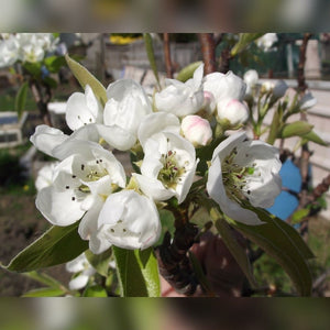 Pyrus communis ‘Conference’ (Espalier)