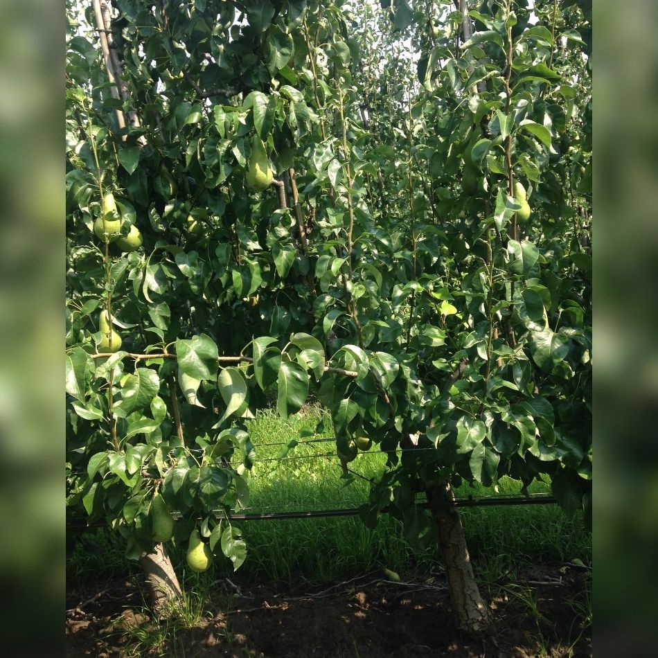 Pyrus communis ‘Conference’ (Espalier)