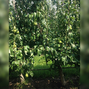 Pyrus communis ‘Conference’ (Espalier)