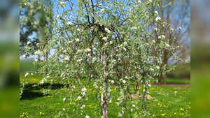 Pollinator friendly trees