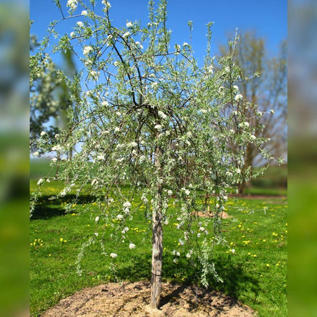 Young Pyrus salicifolia ‘Pendula’ with a slender trunk and cascading silver foliage.