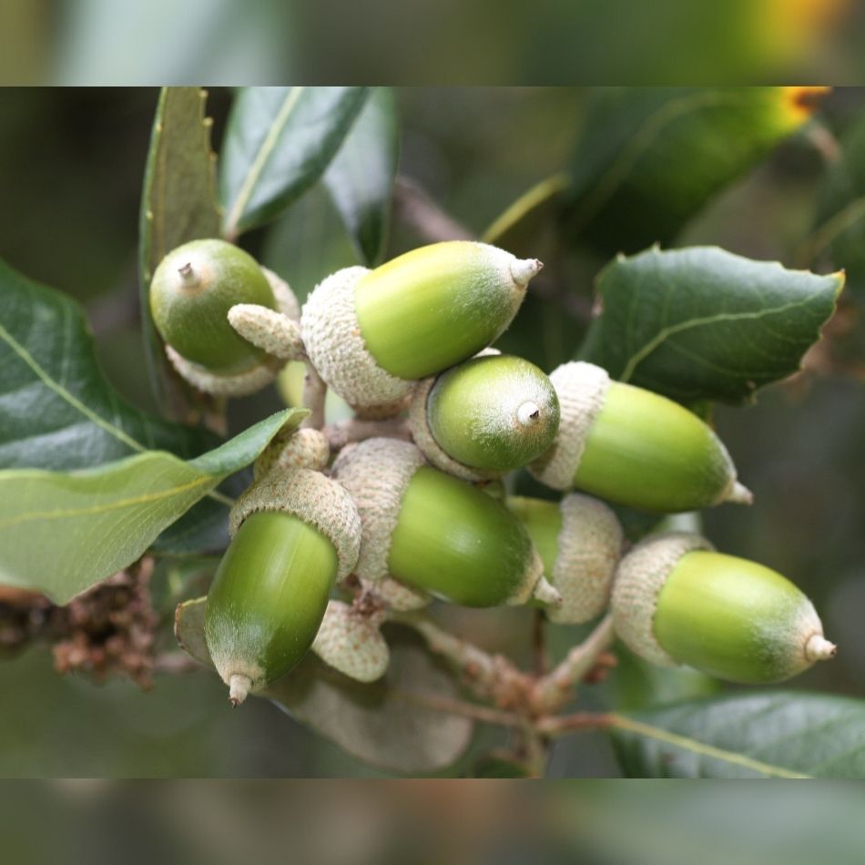 Quercus ilex (Pleached)