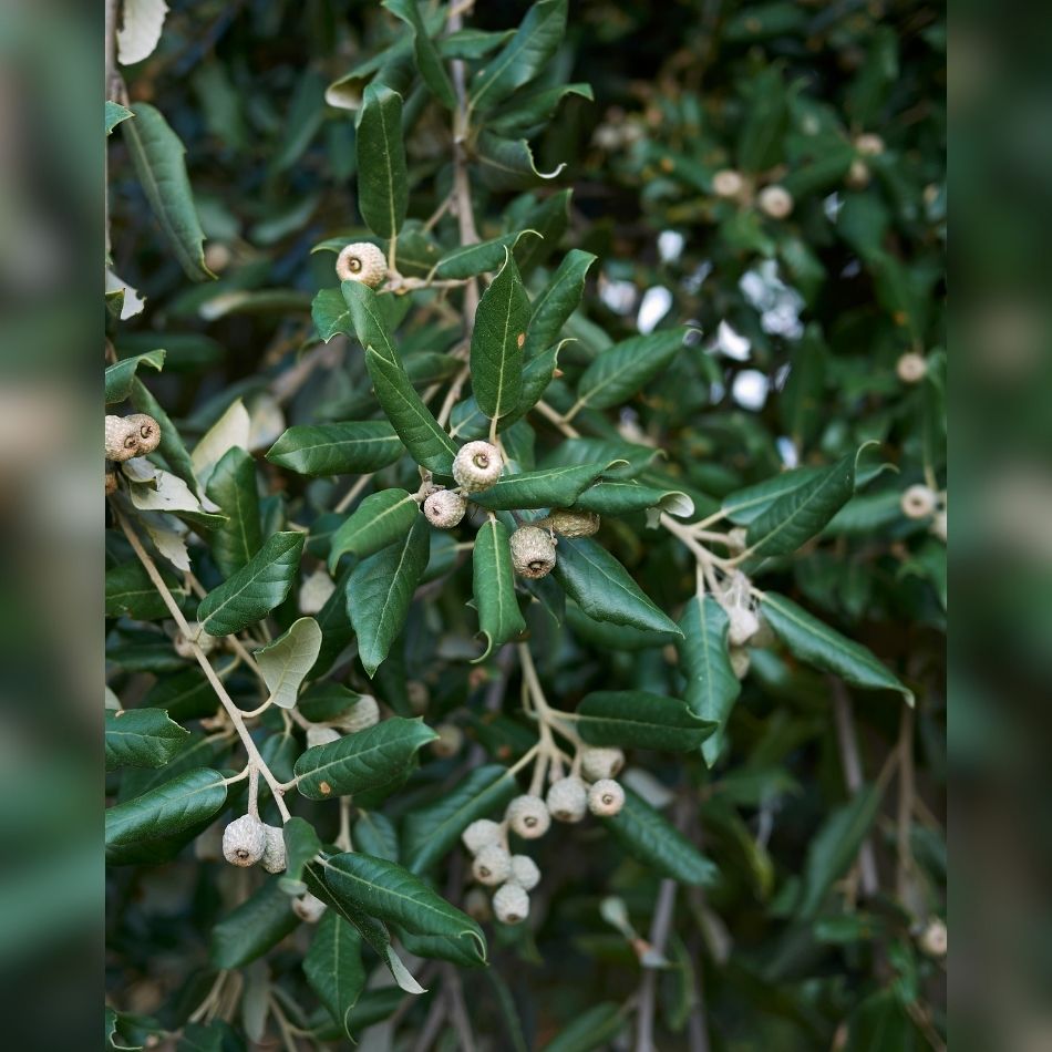 Quercus ilex (Hedging)