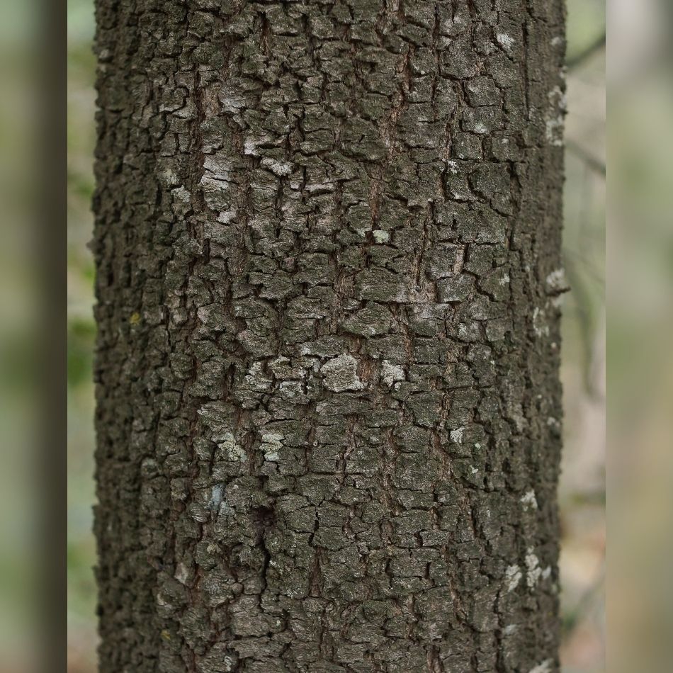 Quercus ilex (Hedging)