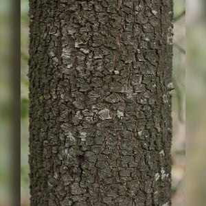 Quercus ilex (Pleached)