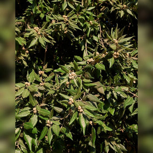 Quercus ilex (Pleached)