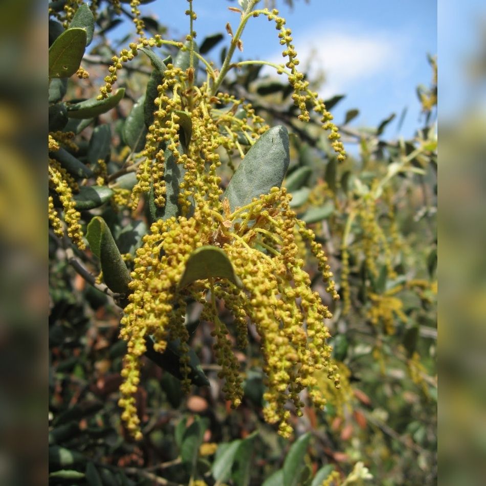 Quercus ilex (Pleached)
