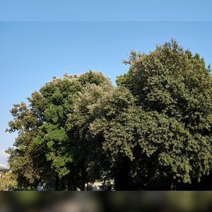 Quercus ilex (Hedging)