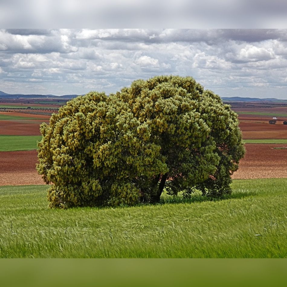 Quercus ilex (Hedging)