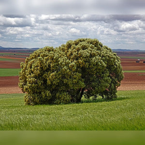 Quercus ilex (Hedging)