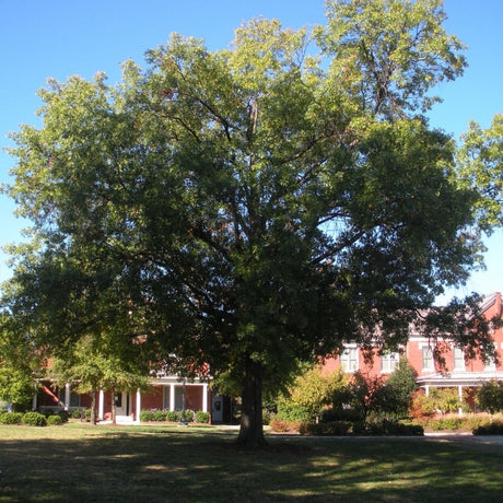 Mature Quercus palustris with a broad rounded green canopy in a park landscape.