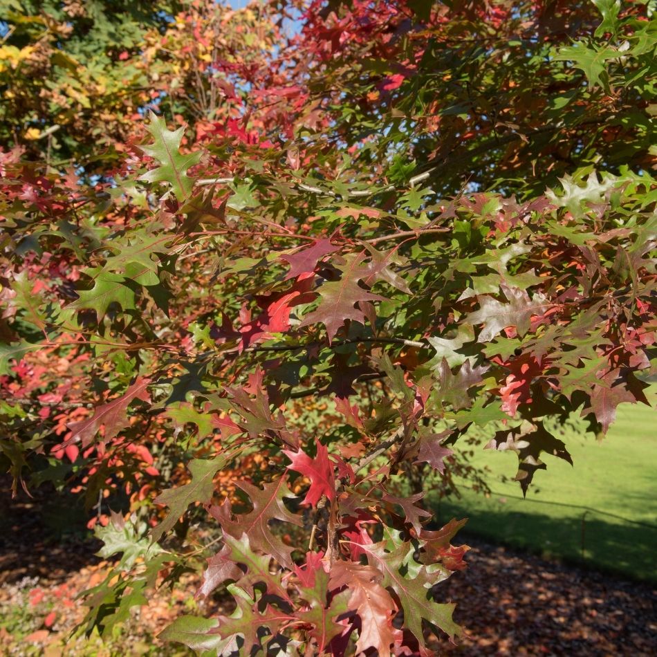 Quercus palustris