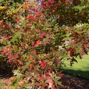 Quercus palustris