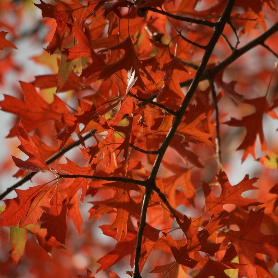 Quercus palustris