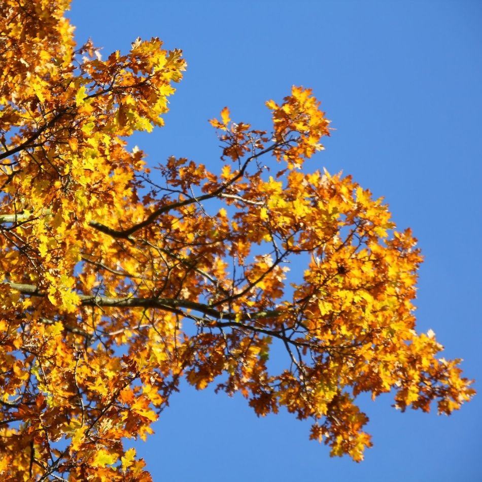 Quercus robur