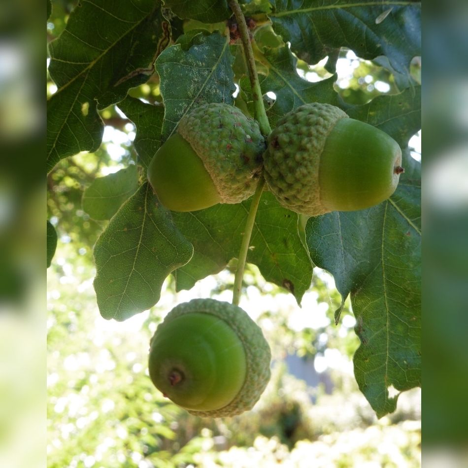 Quercus robur