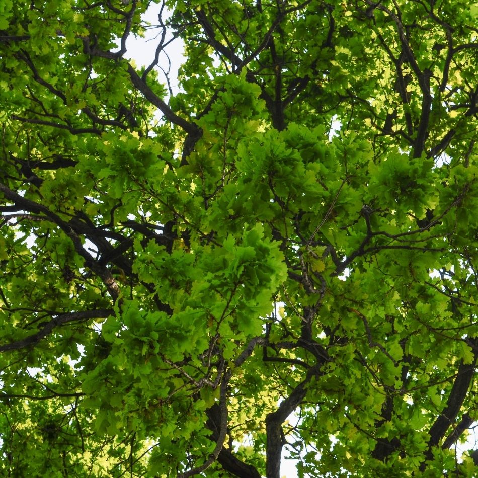 Quercus robur