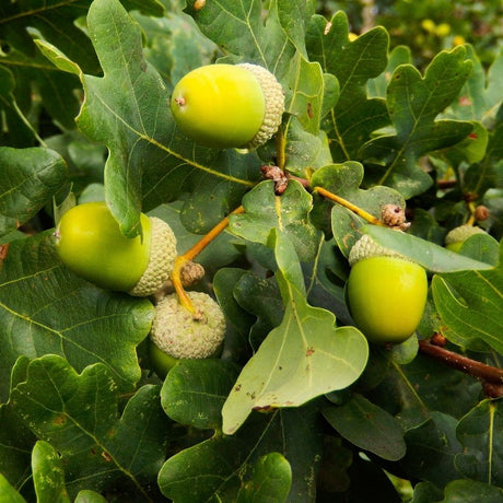 Cluster of green acorns hanging among lobed leaves on Quercus robur.