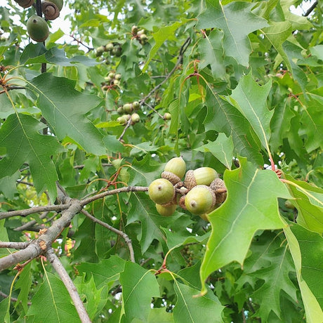 Quercus rubra