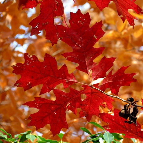 Backlit Quercus rubra leaves displaying brilliant red and orange autumn colour.