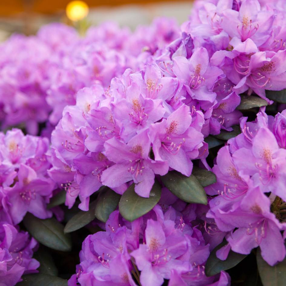 Rhododendron ‘Catawbiense Grandiflorum’