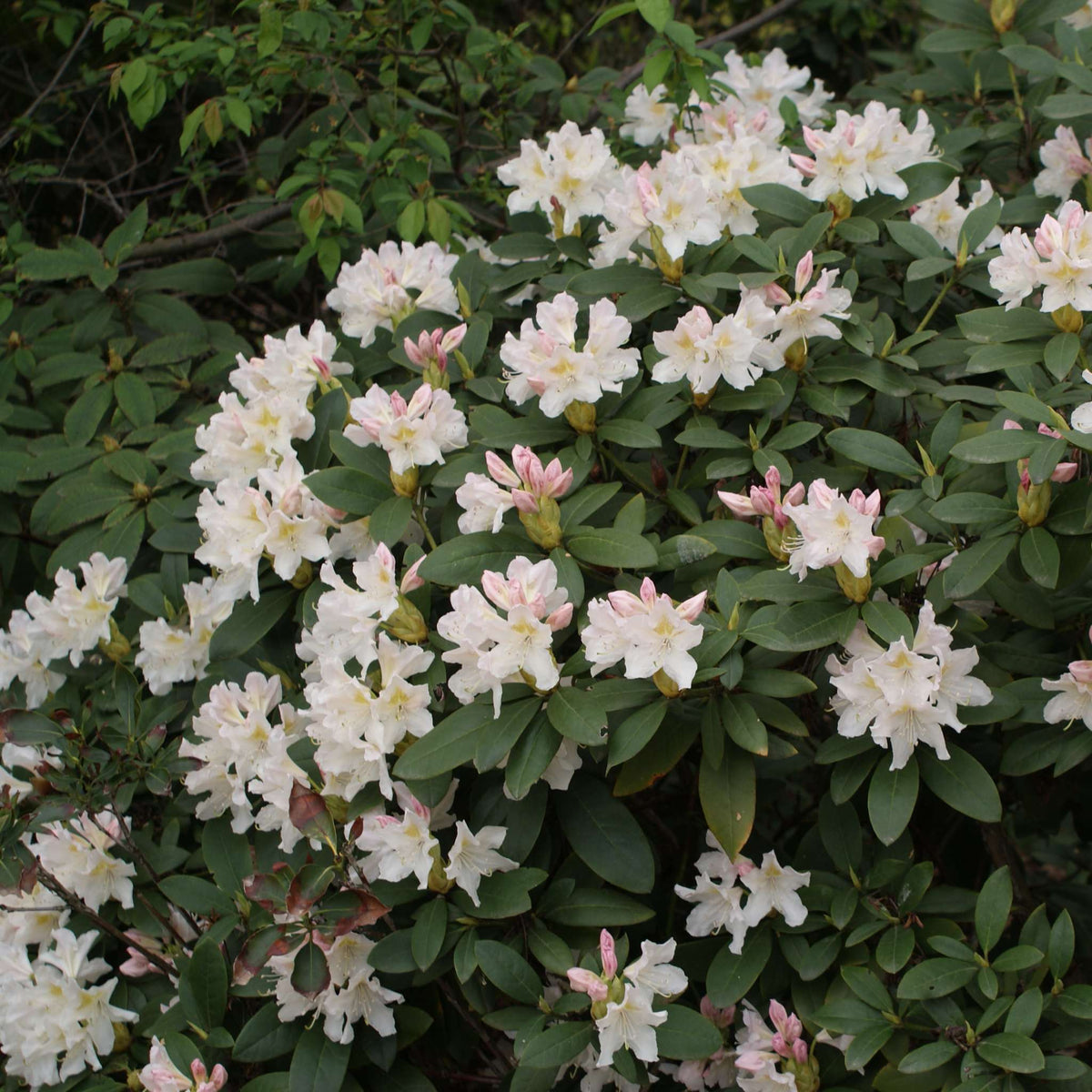 Compact Rhododendron ‘Cunningham’s White’ covered in white flowers with pink-flushed buds.