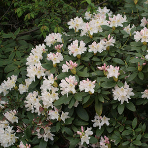 Compact Rhododendron ‘Cunningham’s White’ covered in white flowers with pink-flushed buds.