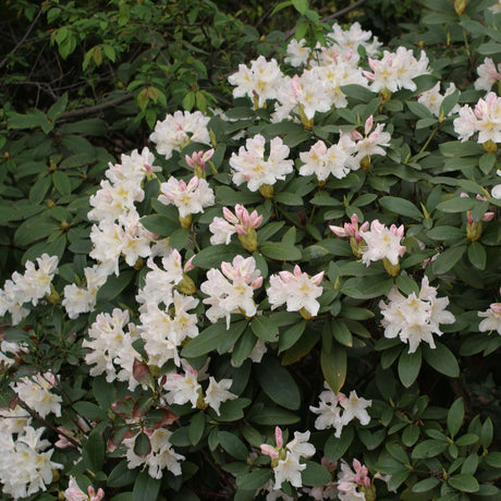 Compact Rhododendron ‘Cunningham’s White’ covered in white flowers with pink-flushed buds.
